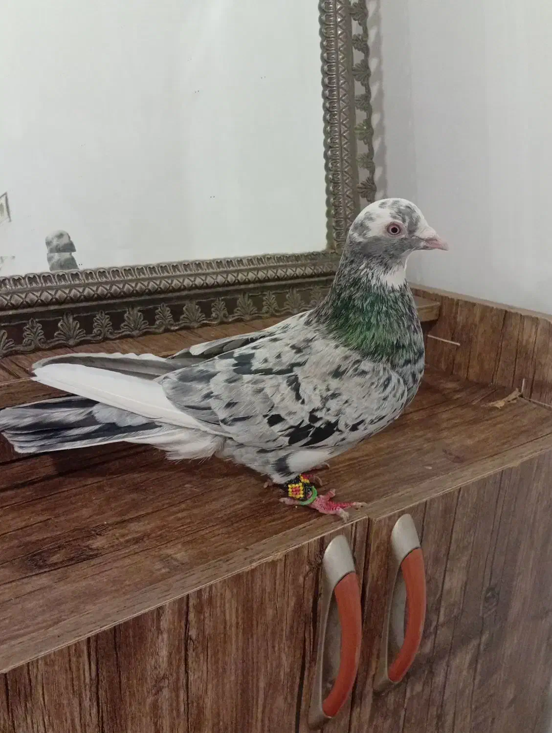 کبوتر|پرنده|کرمانشاه, |دیوار