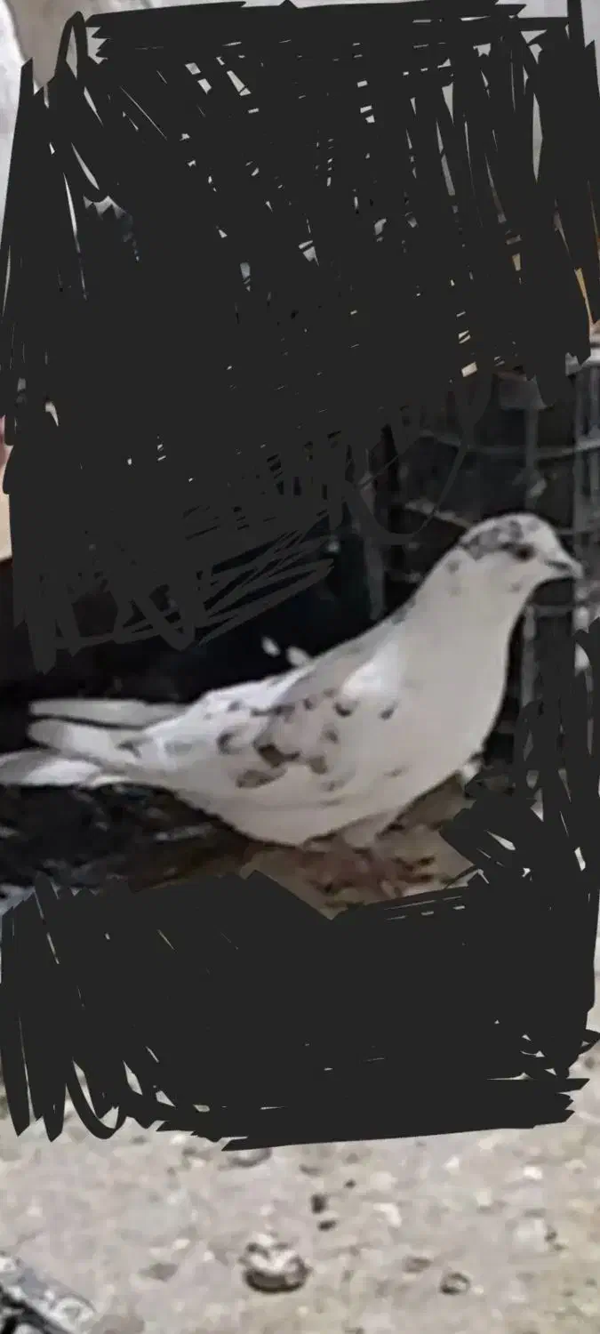 کبوتررفتنی|حیوانات|ارومیه, |دیوار