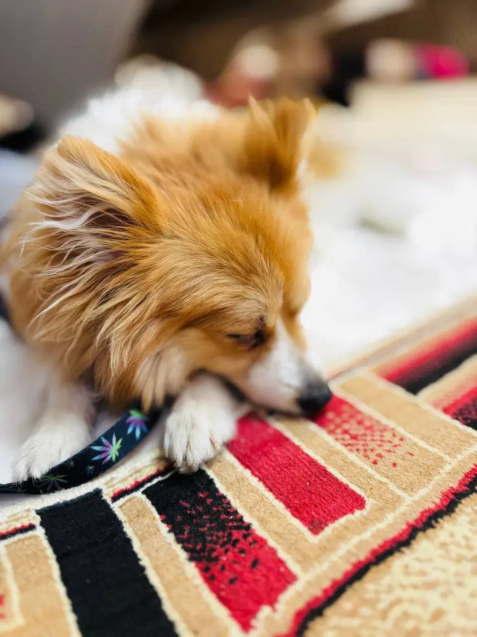 سگ پامر|سگ|بیرجند, |دیوار