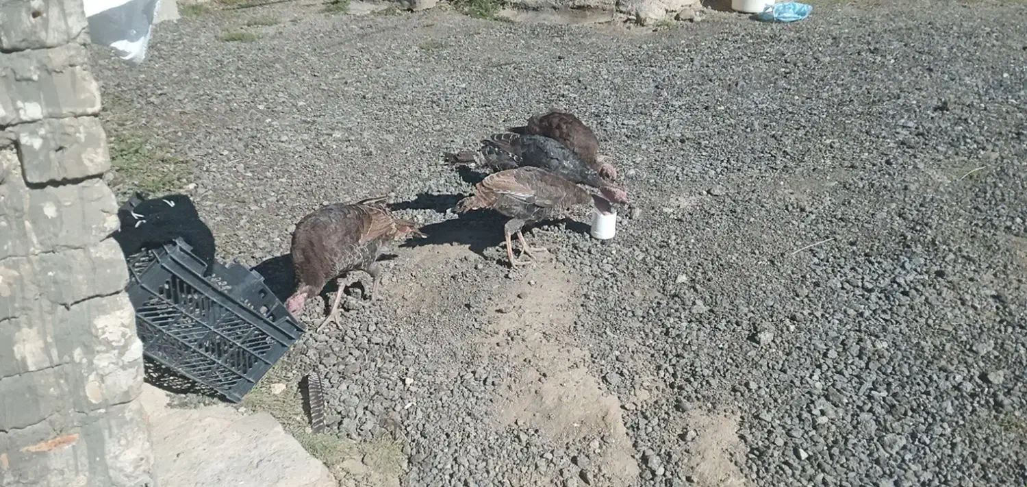 بوقلمو گوشتی ۷ماهه|حیوانات مزرعه|صومای برادوست, |دیوار