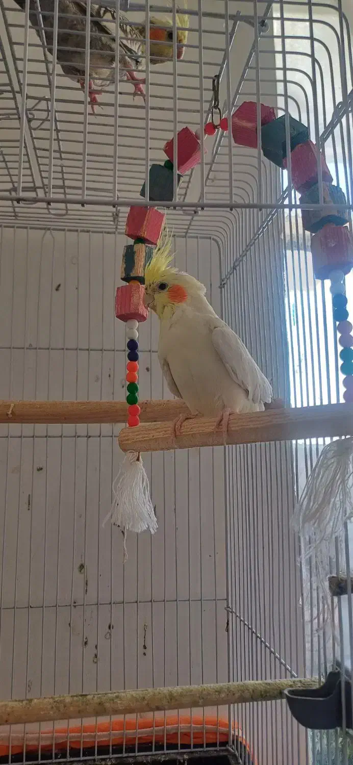 عروس هلندی لوتینو|پرنده|سبزوار, غرب نیروگاه|دیوار