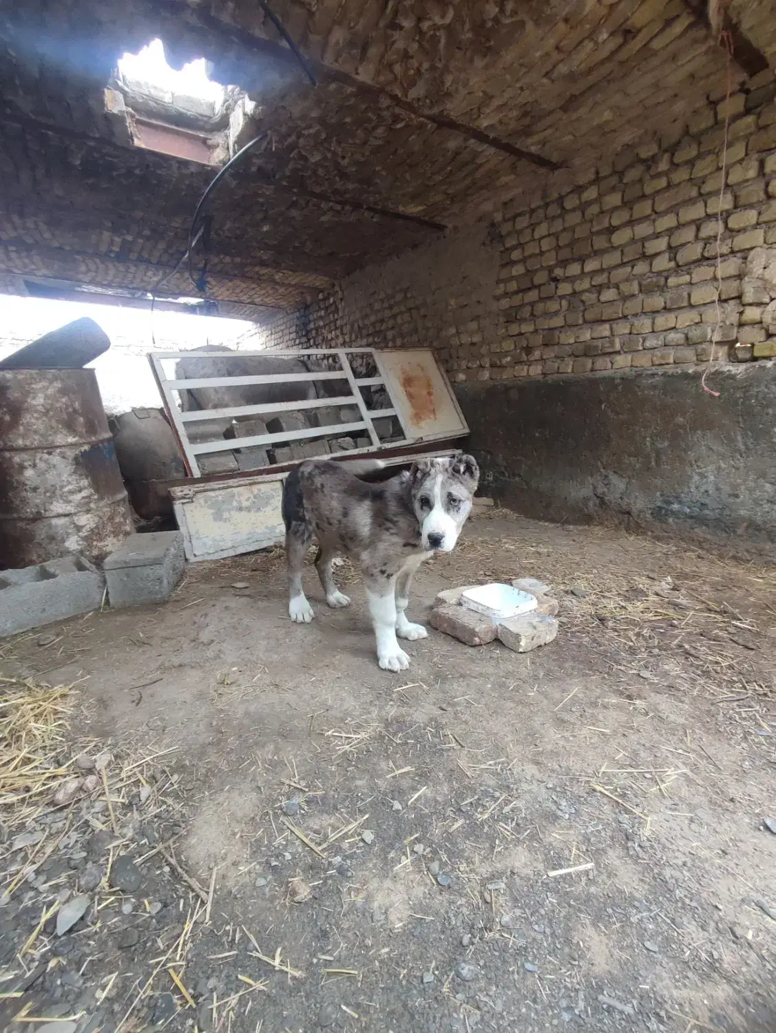 حیوانات|سگ|مشهد, میان ولایت|دیوار