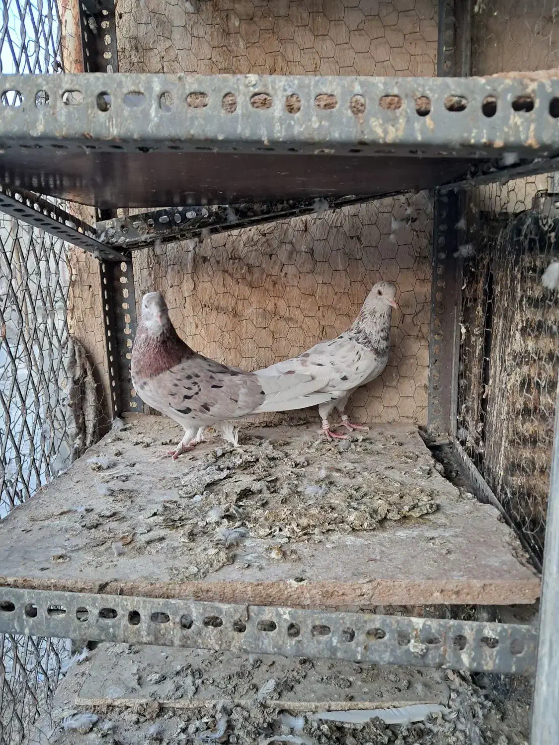 سرورنروماده بشرت|پرنده|کرج, شهرک سهرابیه|دیوار