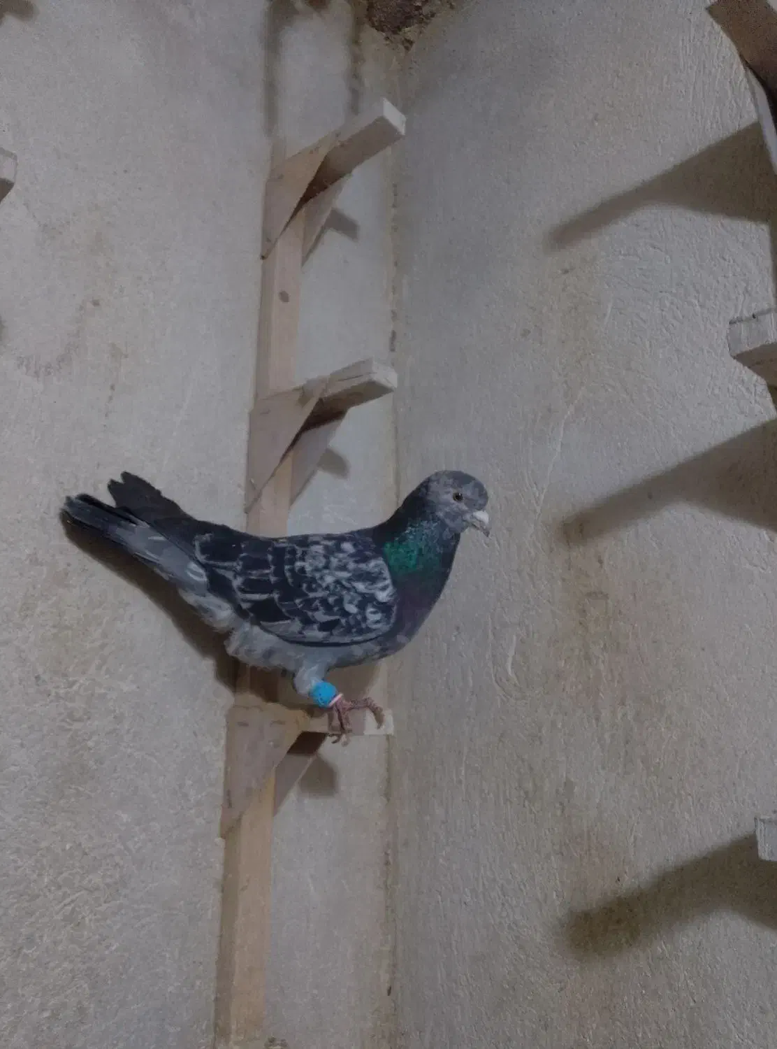 کفتر.|پرنده|شیراز, سیاه سنگ|دیوار