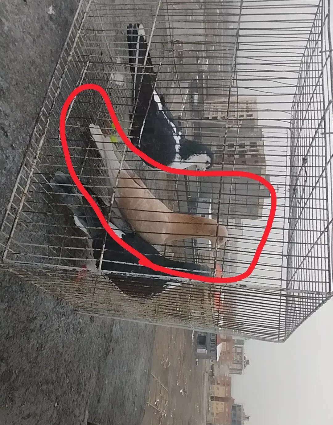 کفترگمشده|حیوانات|گلبهار, شهر جدید گلبهار|دیوار