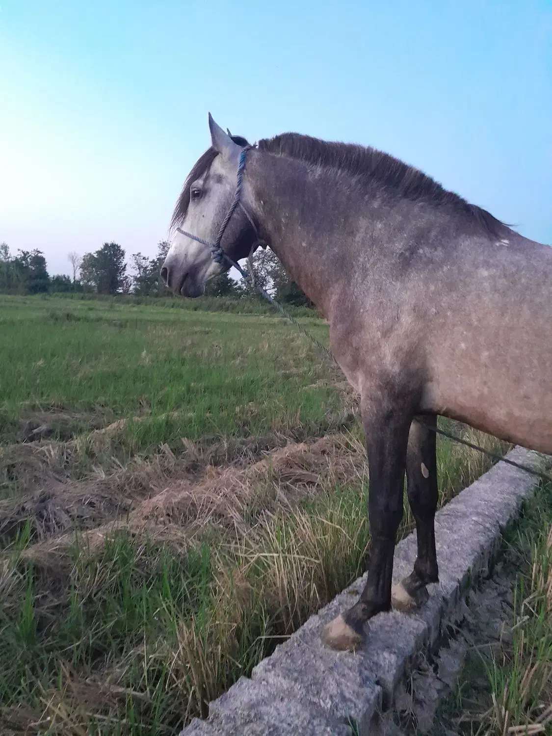 اسب کت وکلفت|اسب و تجهیزات اسبسواری|لاهیجان, حزین|دیوار