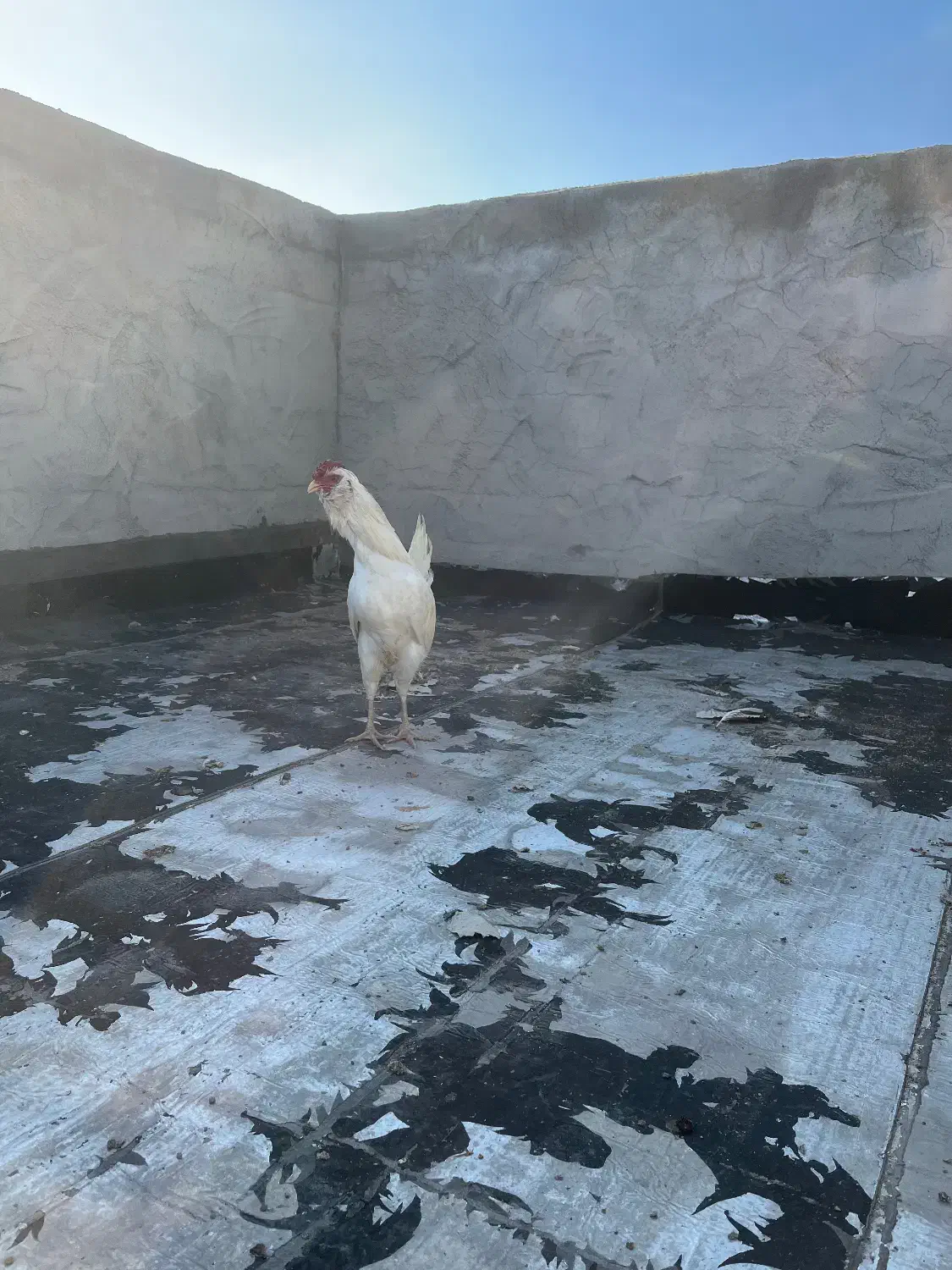 خروس گلین|حیوانات مزرعه|شهرکرد, |دیوار