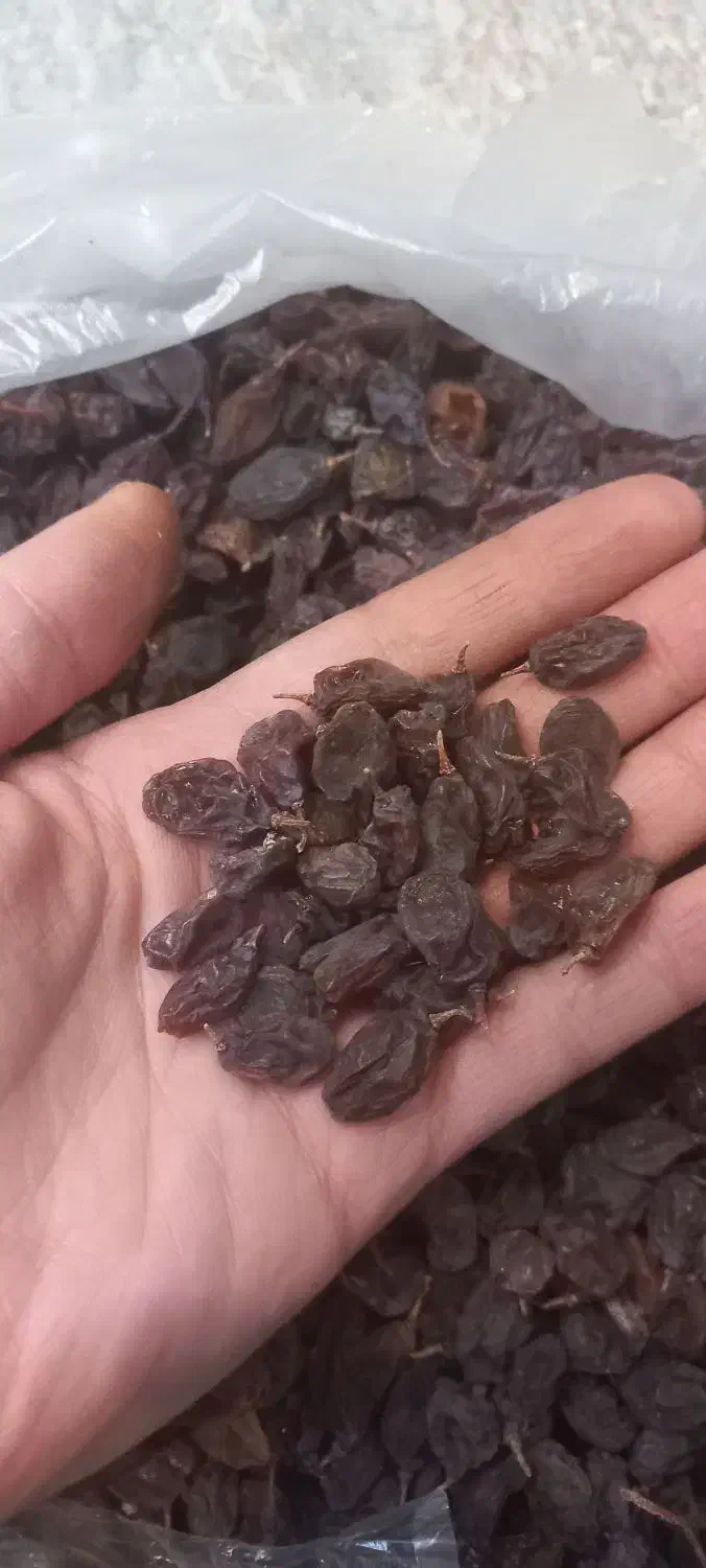 فروش کشمش ناغان عمده و خورده به قیمت مناسب|خوردنی و آشامیدنی|شهرکرد, |دیوار