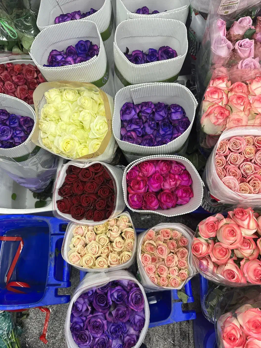 فروش عمده گل عروس و رز هلندی مستقیم از گلخانه|گل و گیاه طبیعی|رشت, گلسار|دیوار