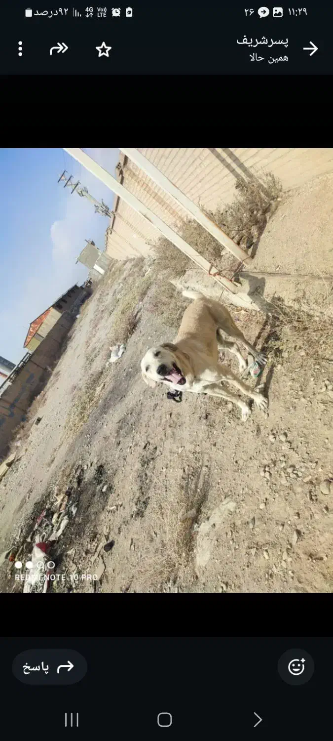 یه دونه سگ عراقی|سگ|کهریزک, |دیوار