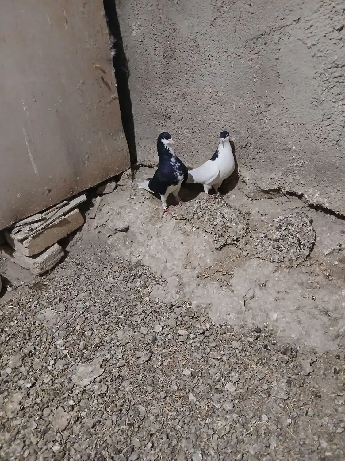 یه جفت سیاهپوش نروماده|پرنده|قزوین, |دیوار