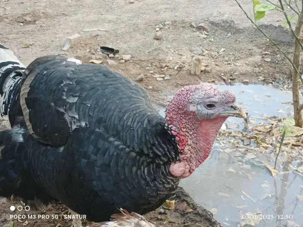 یک عددبوقلمون نر دوساله فروشی یا معامله  مرغ جوجه|حیوانات مزرعه|بم, |دیوار