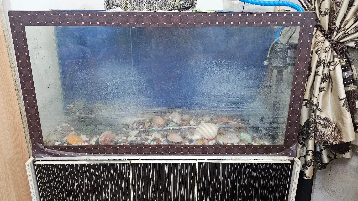 اکواریوم|ماهی|رامسر, |دیوار