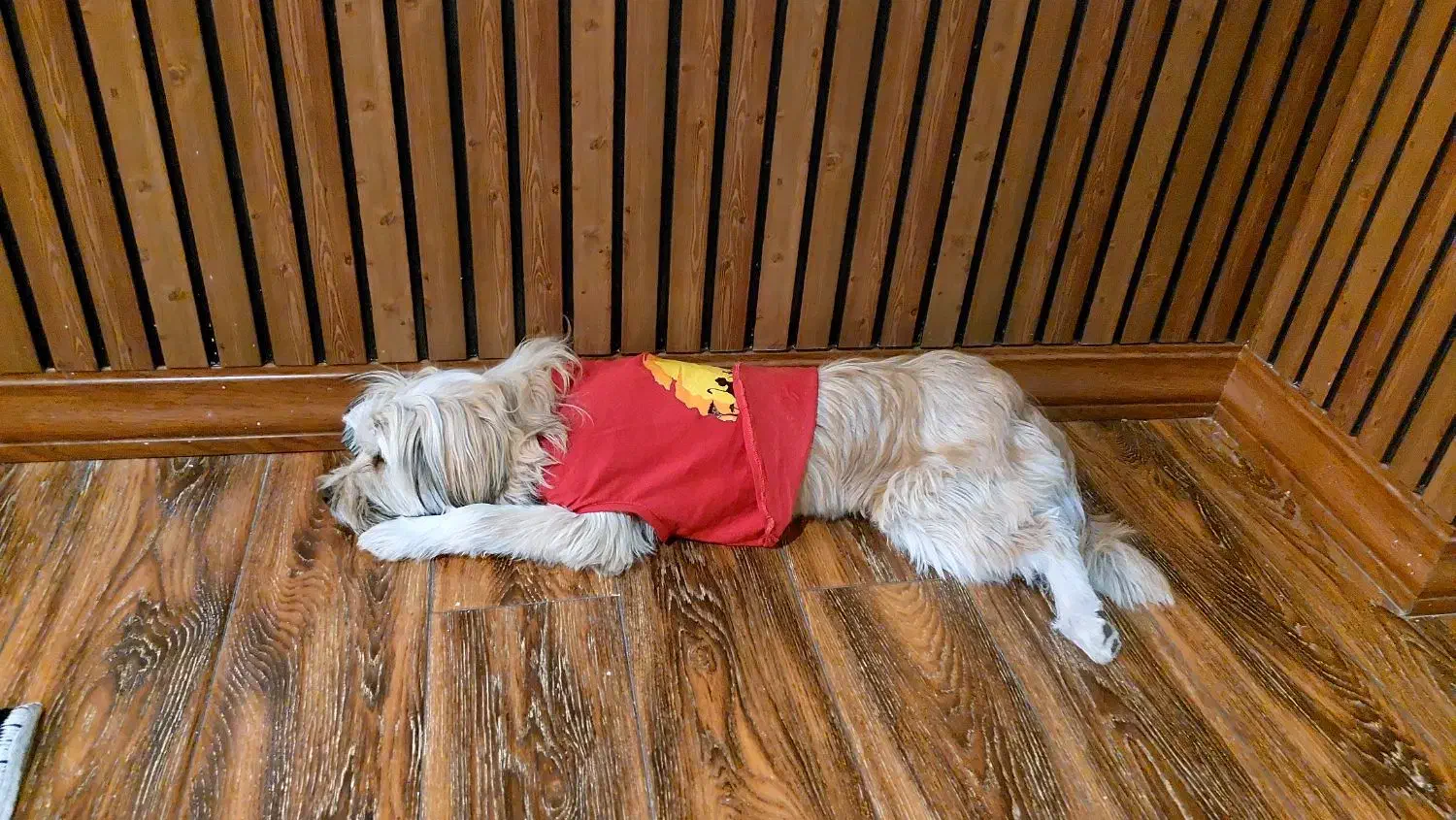 سگ پیدا شده|حیوانات|کرج, شهرک جهان آرا|دیوار