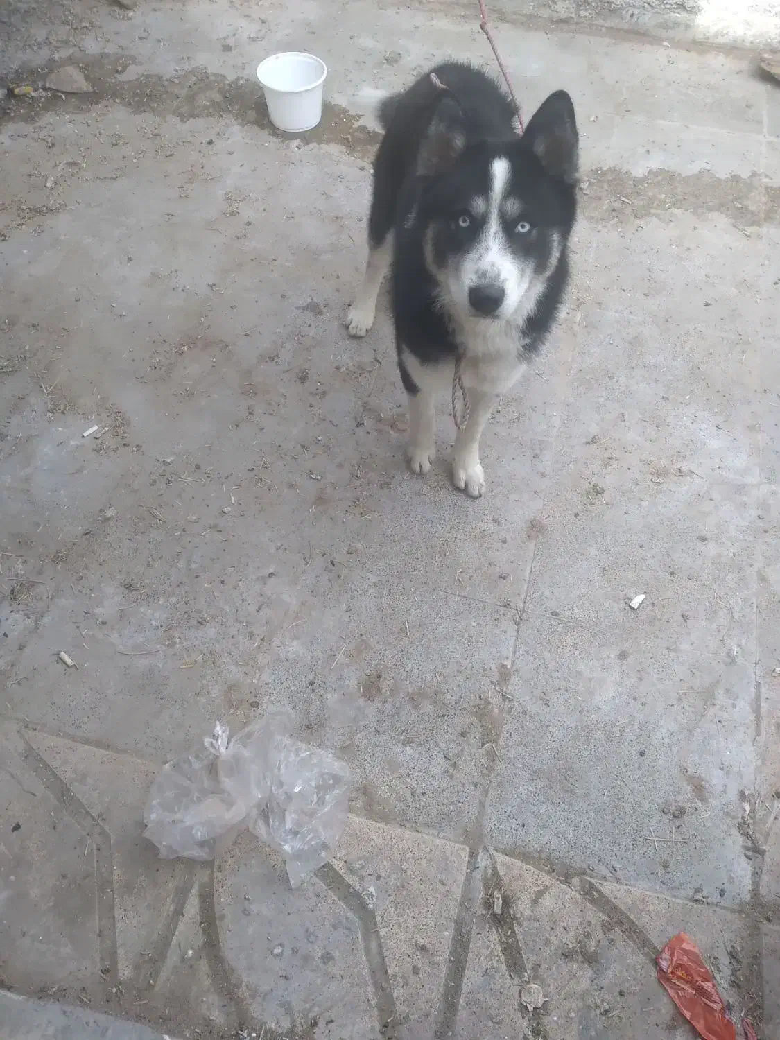 سگ هاسکی|سگ|شهر ری, فیروزآباد|دیوار