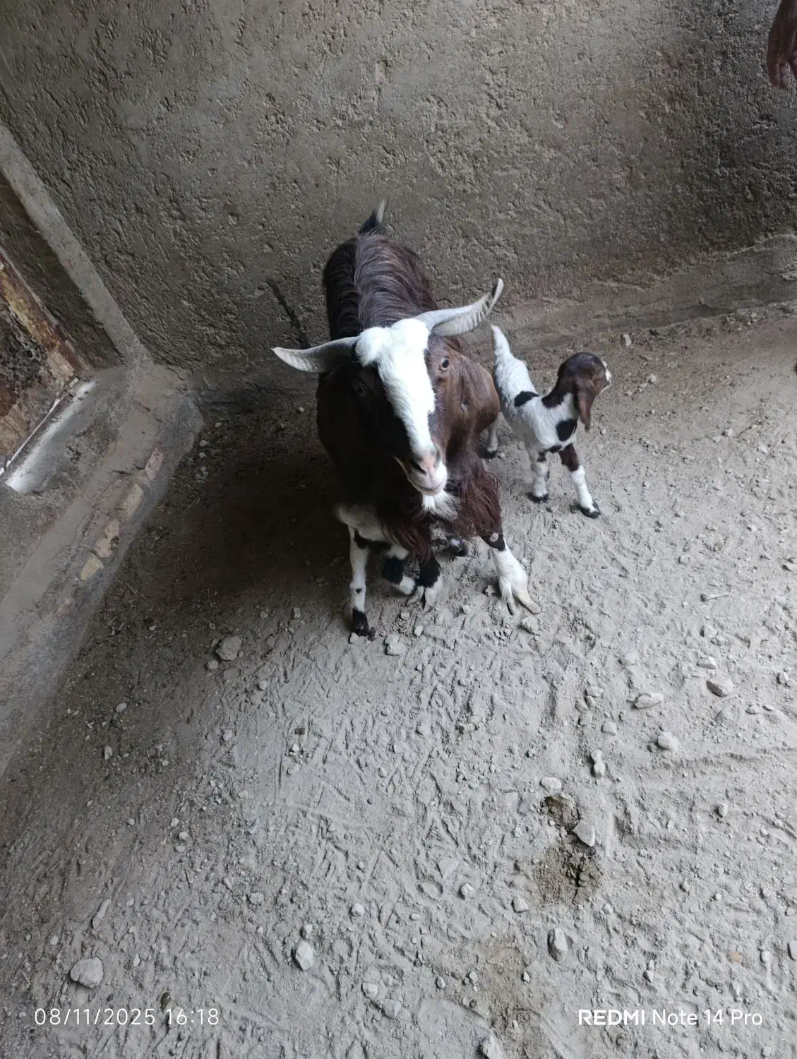 بز دوکره ای|حیوانات مزرعه|نیمروز, |دیوار