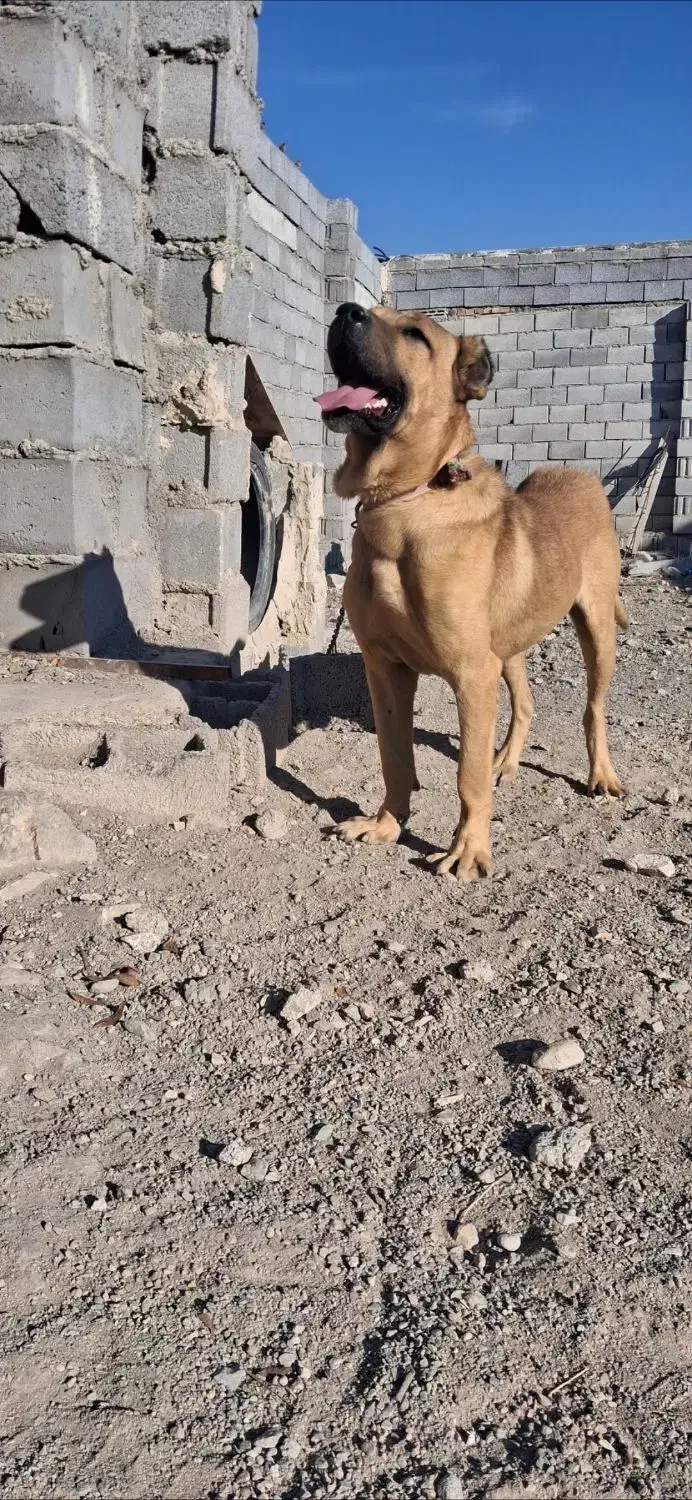 سگ سرابی نر|سگ|تبریز, |دیوار