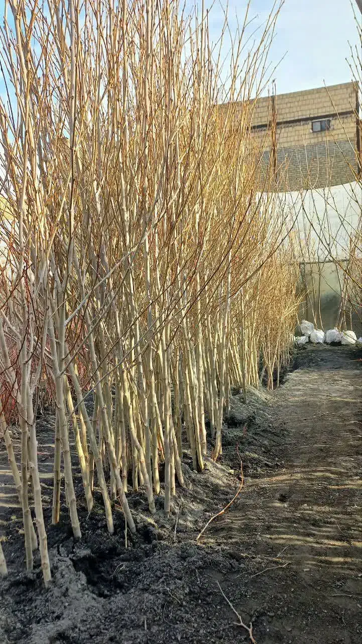 چنار|گل و گیاه طبیعی|مشهد, مشهدقلی|دیوار