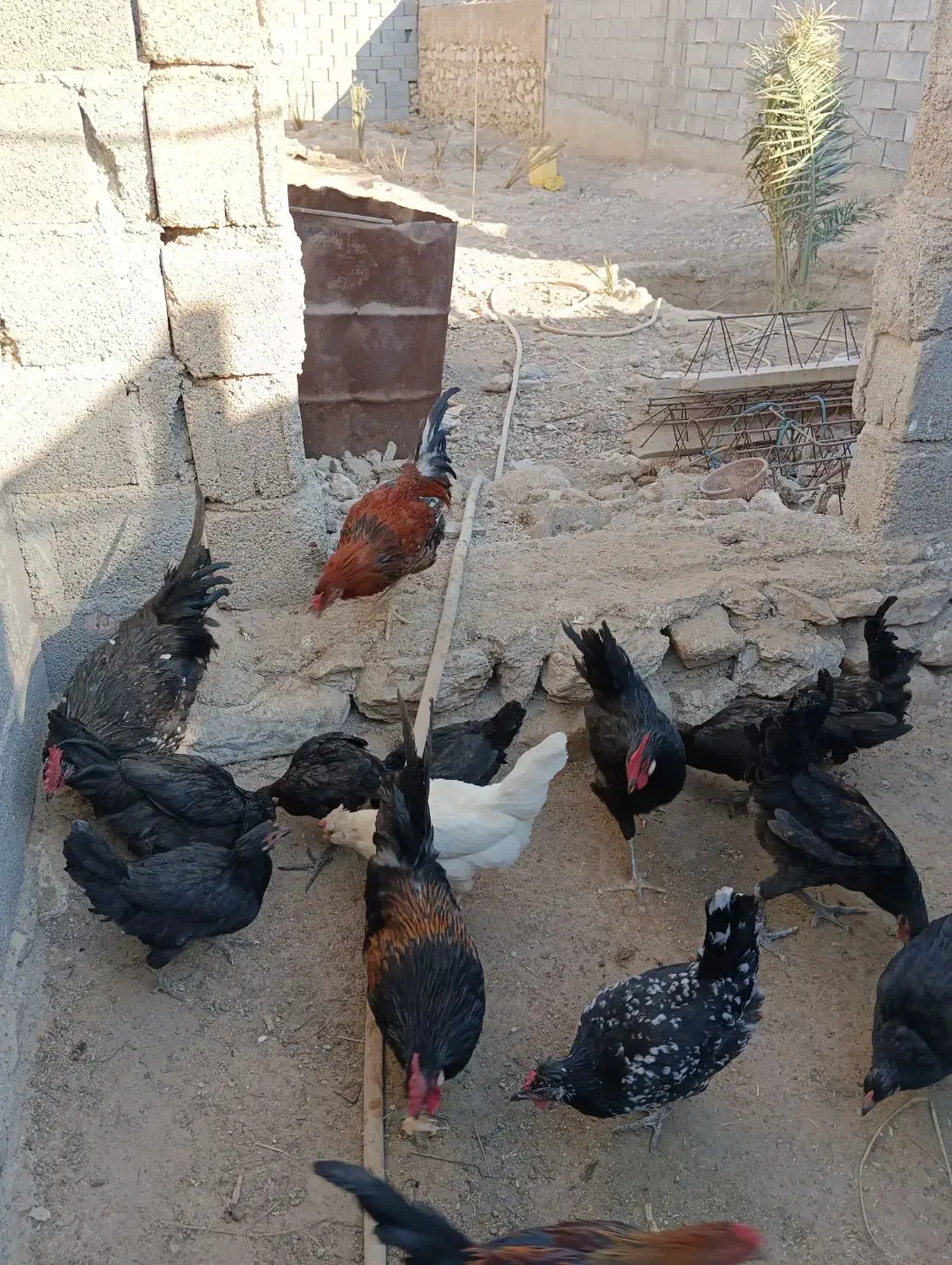 مرغ و خروس محلی|حیوانات مزرعه|خورموج, |دیوار