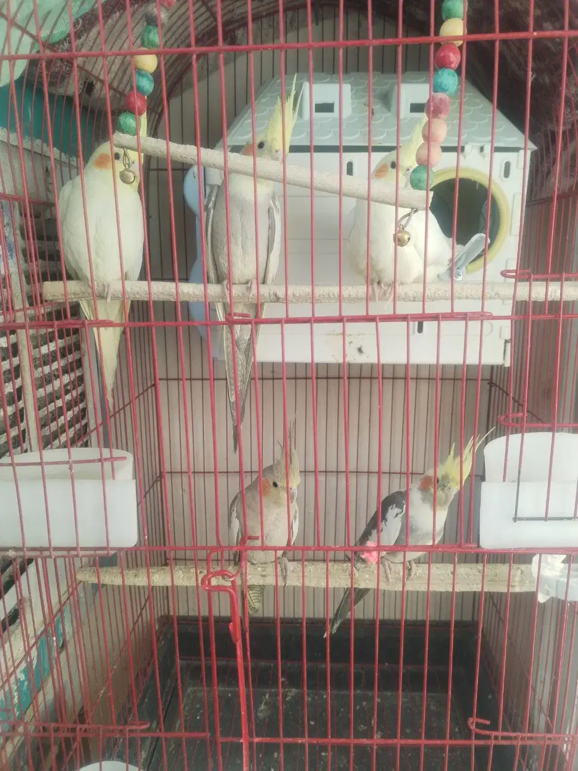 فروش ویژه چهار تا عروس هلندی...|پرنده|لنجان, |دیوار