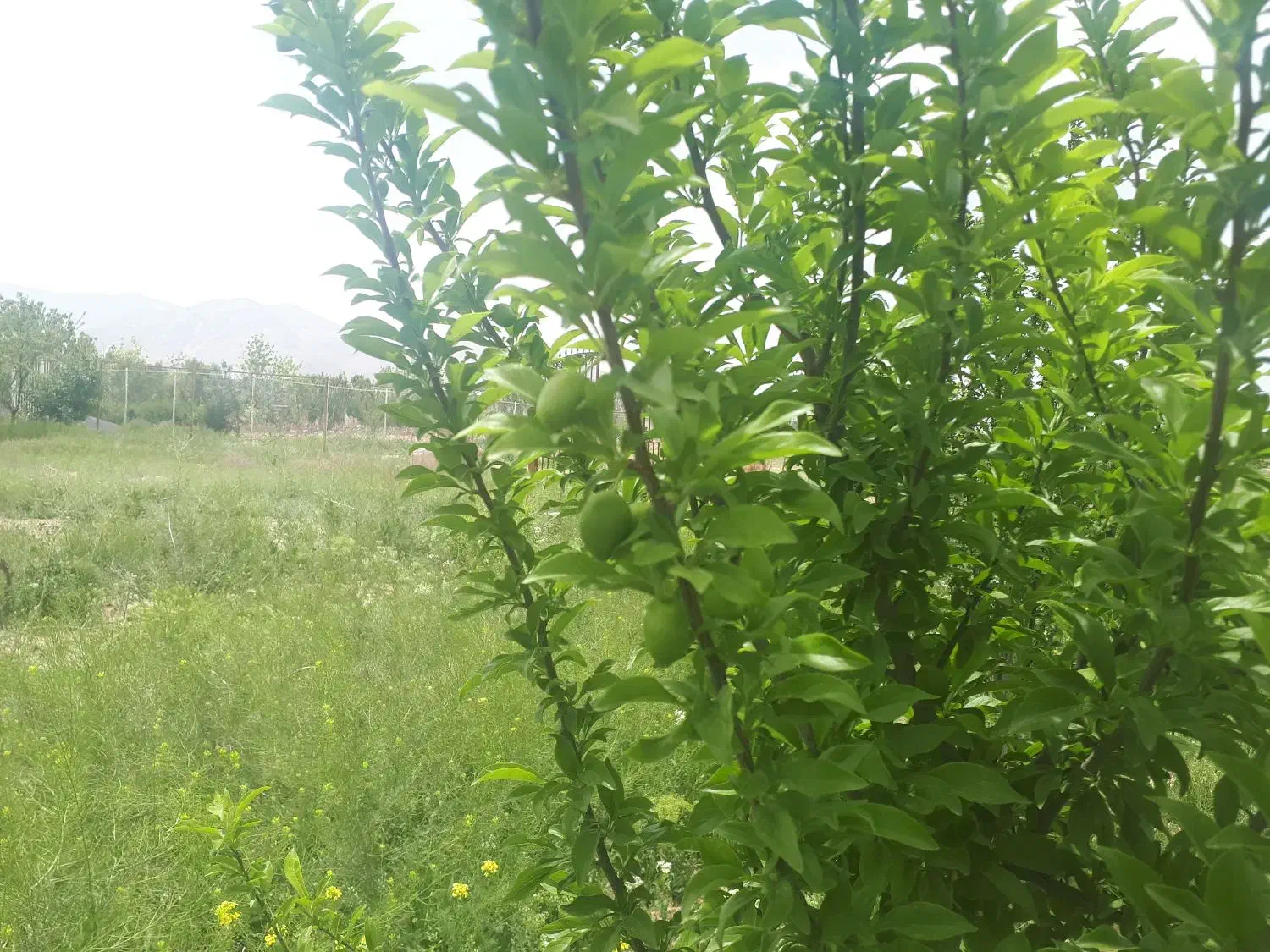 فروش فوری ۱۰۰۰مترباغ فنس کشی احمد آباد|فروش زمین و ملک کلنگی|اراک, |دیوار