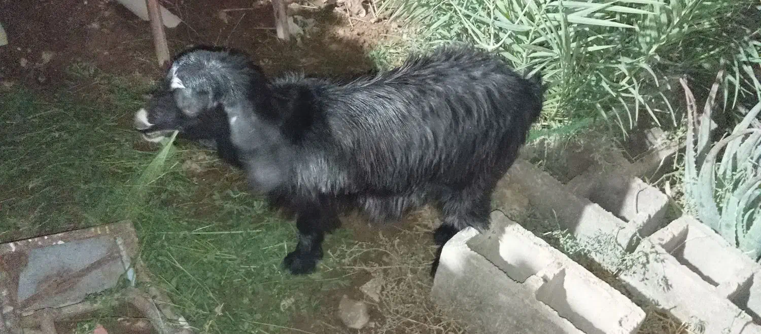 یک عدد گوسفند مادگ|حیوانات مزرعه|خاش, |دیوار