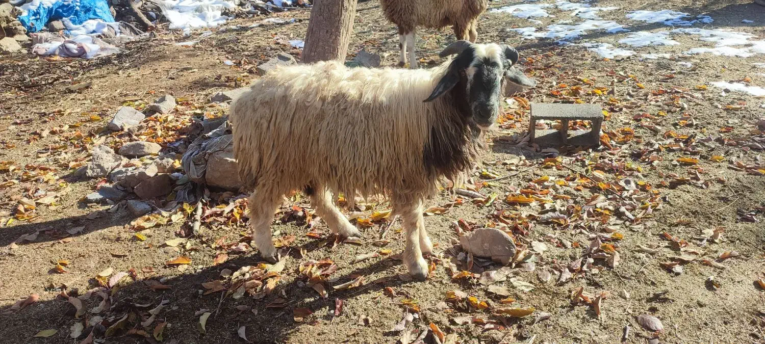 بره قوچ|حیوانات مزرعه|سیسخت, |دیوار