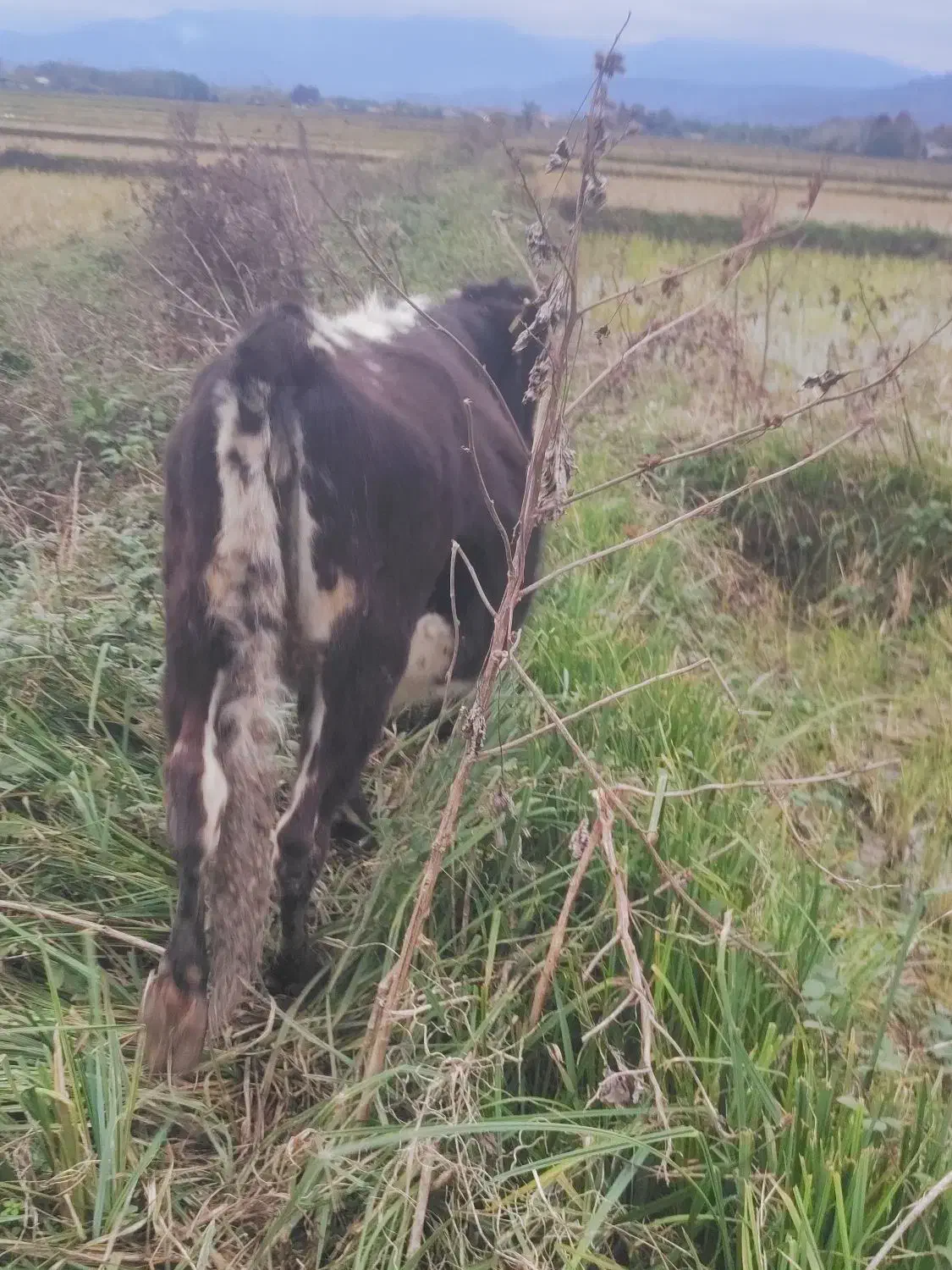 گاو|حیوانات مزرعه|گوراب زرمیخ, |دیوار