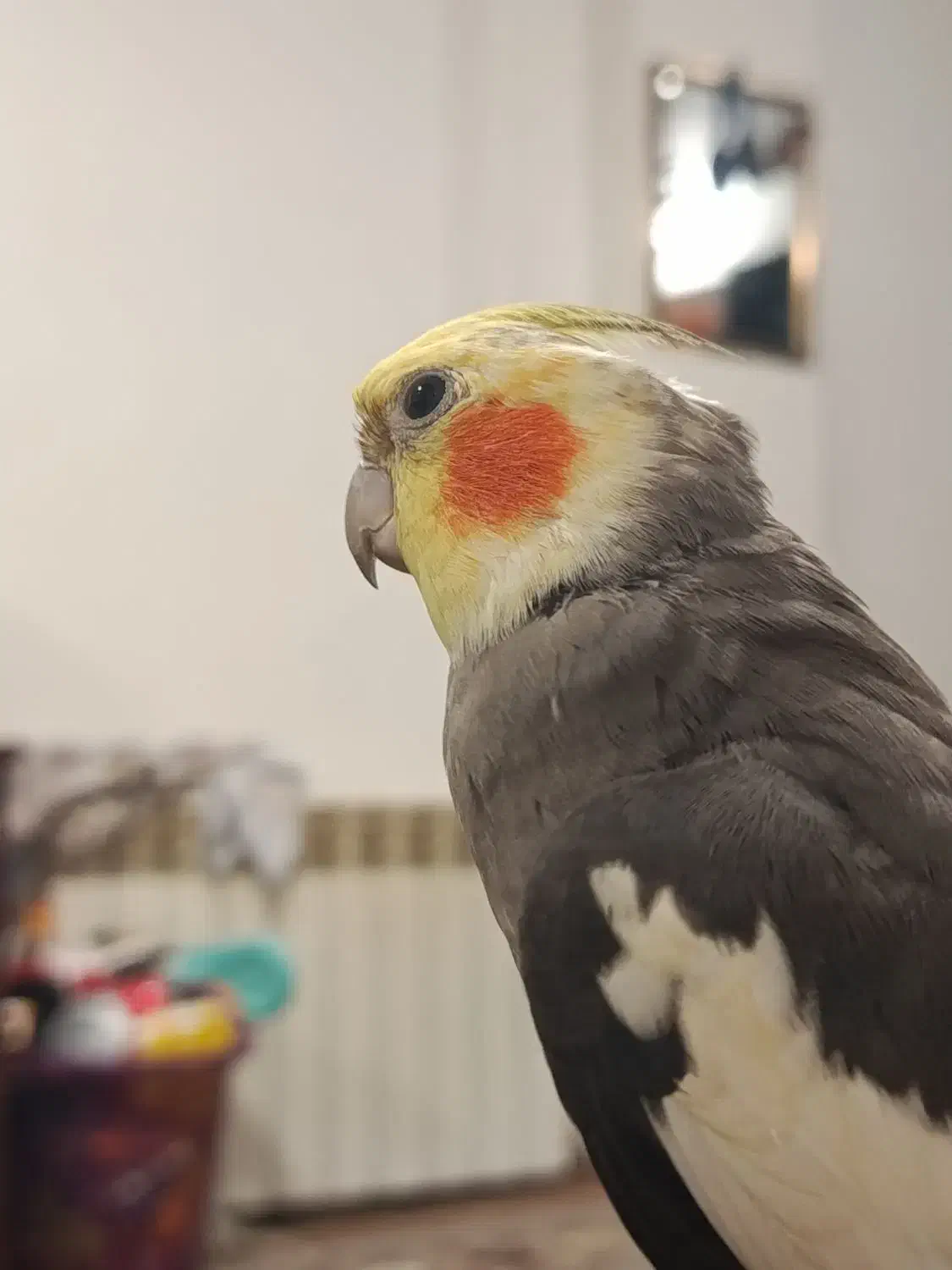 عروس هلندی|پرنده|تهران, قیطریه|دیوار