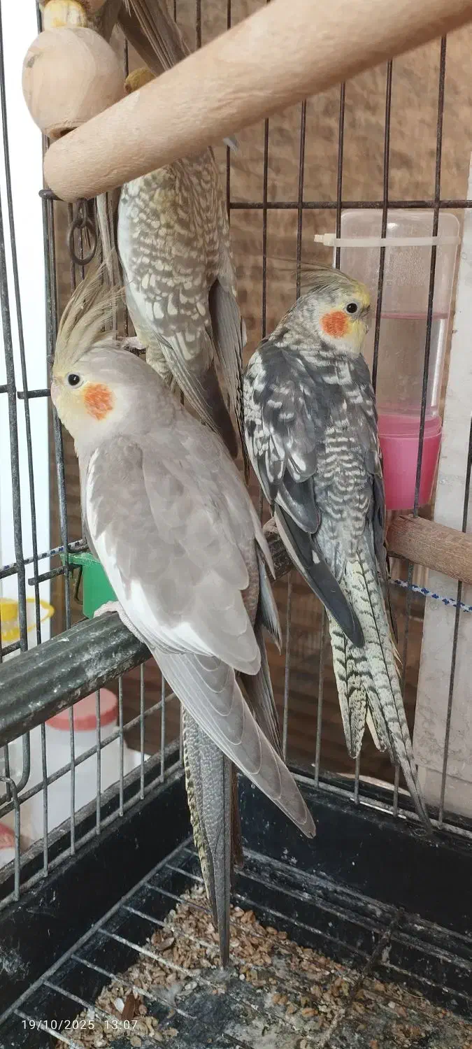 عروس هلندی جفت|پرنده|کیش, |دیوار