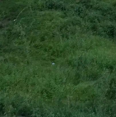 گوساله ماده هولشتاین|حیوانات مزرعه|ملایر, |دیوار