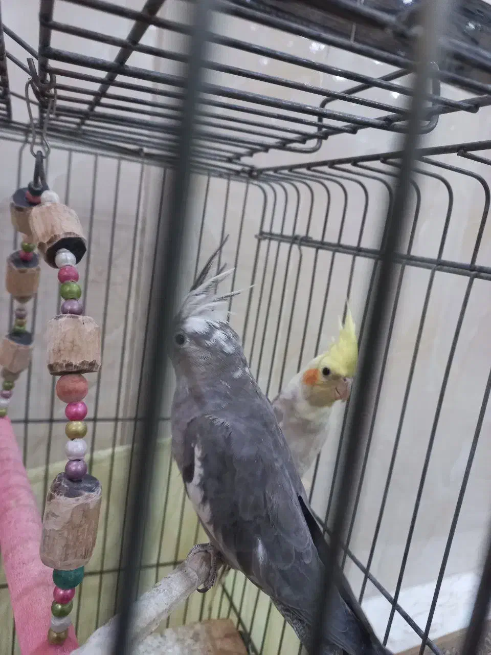 ی جفت عروس هلندی وایت فیس و ابلغ‌|پرنده|قدس, شهر‌قدس|دیوار