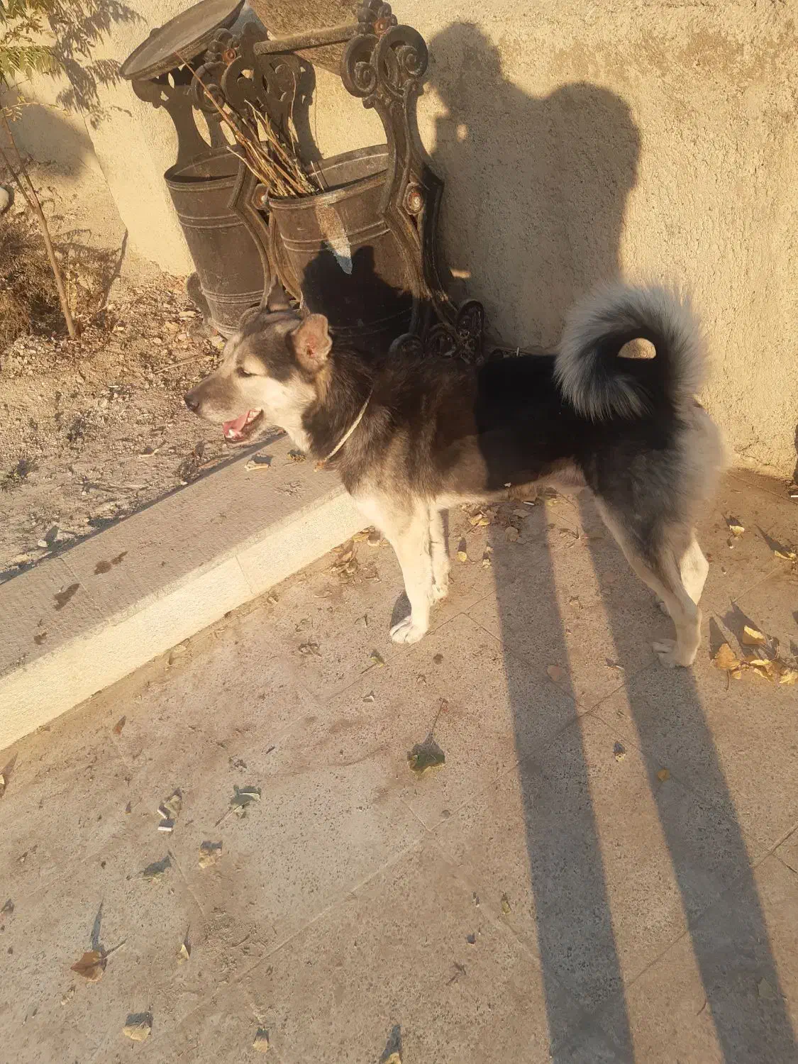 یک سگ گرگی خوشگل خوش قواره|سگ|جاجرود, |دیوار