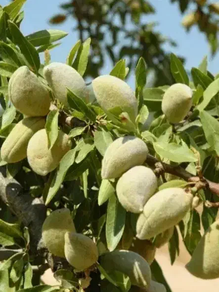 نهال بادام دو ساله سه ساله داش بادام|خدمات باغبانی و درختکاری|خسروشاه, |دیوار