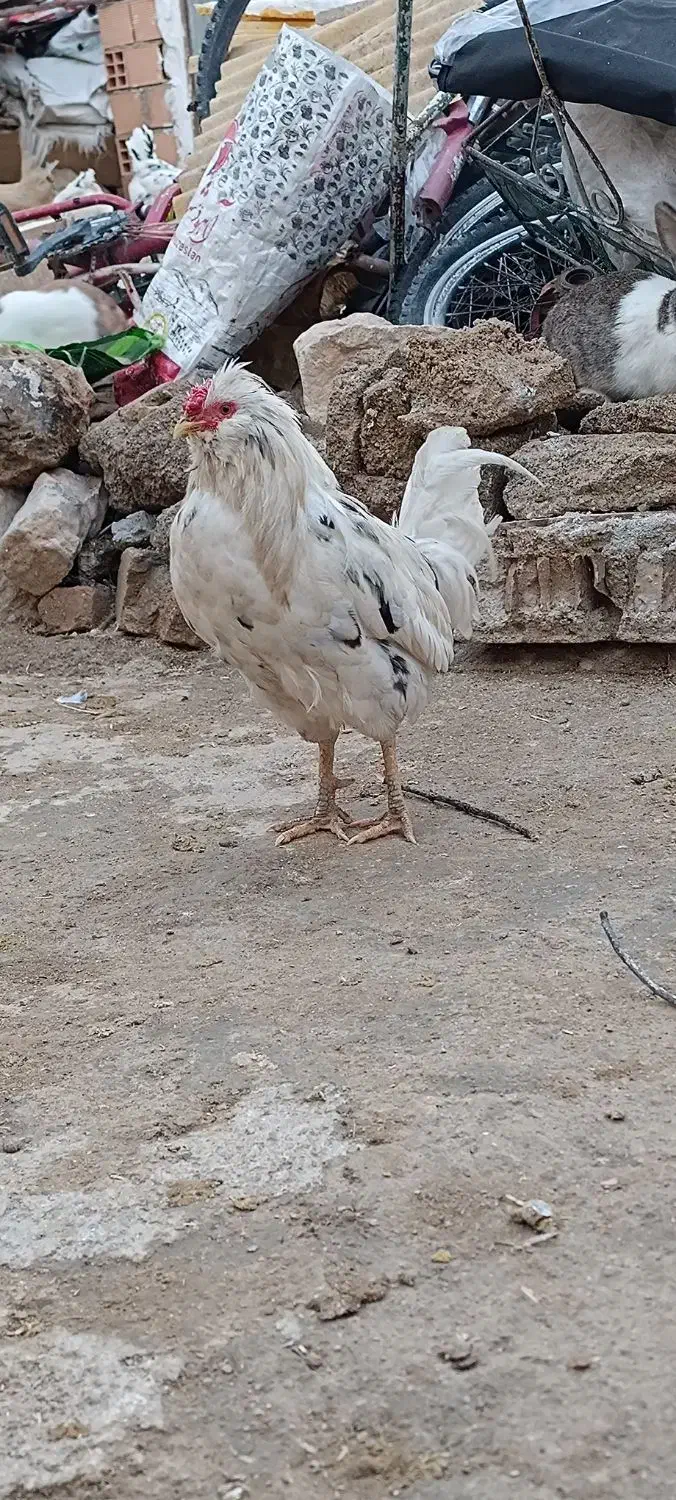 خروس گلین و کوردی|حیوانات مزرعه|چرداول, |دیوار