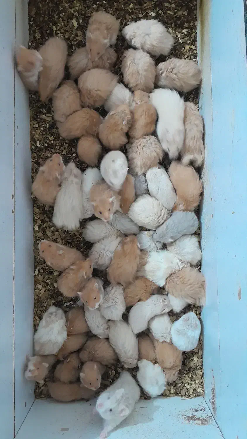 همستر|موش و خرگوش|بهبهان, |دیوار