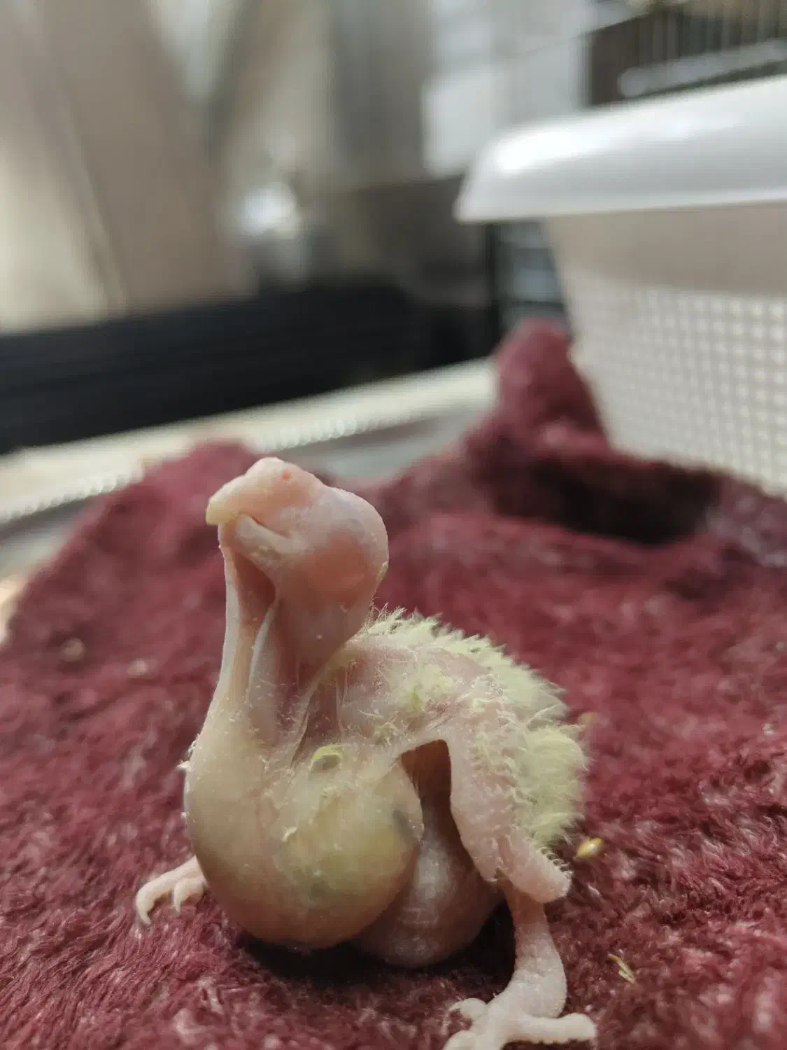 جوجه عروس هلندی|پرنده|تهران, خزانه|دیوار