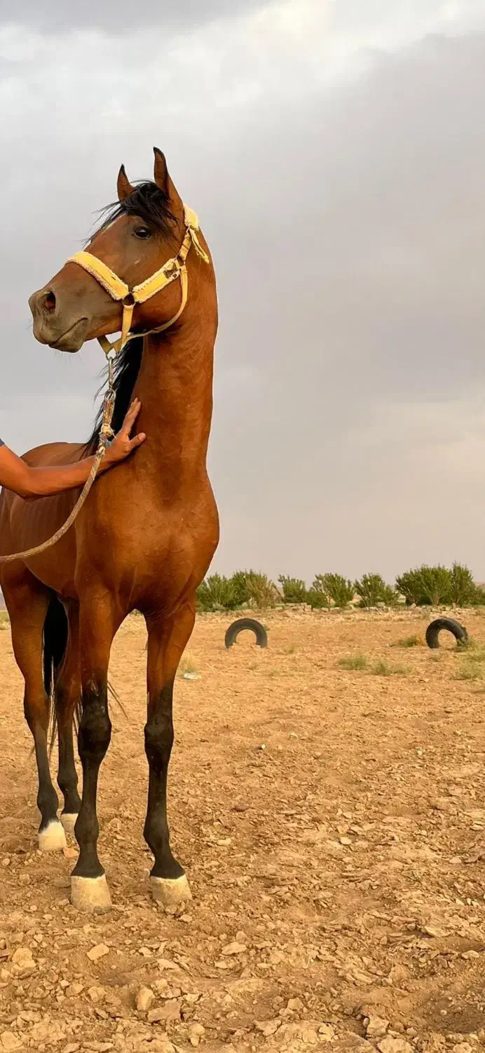 اسب|اسب و تجهیزات اسب‌سواری|تهران, جمهوری|دیوار