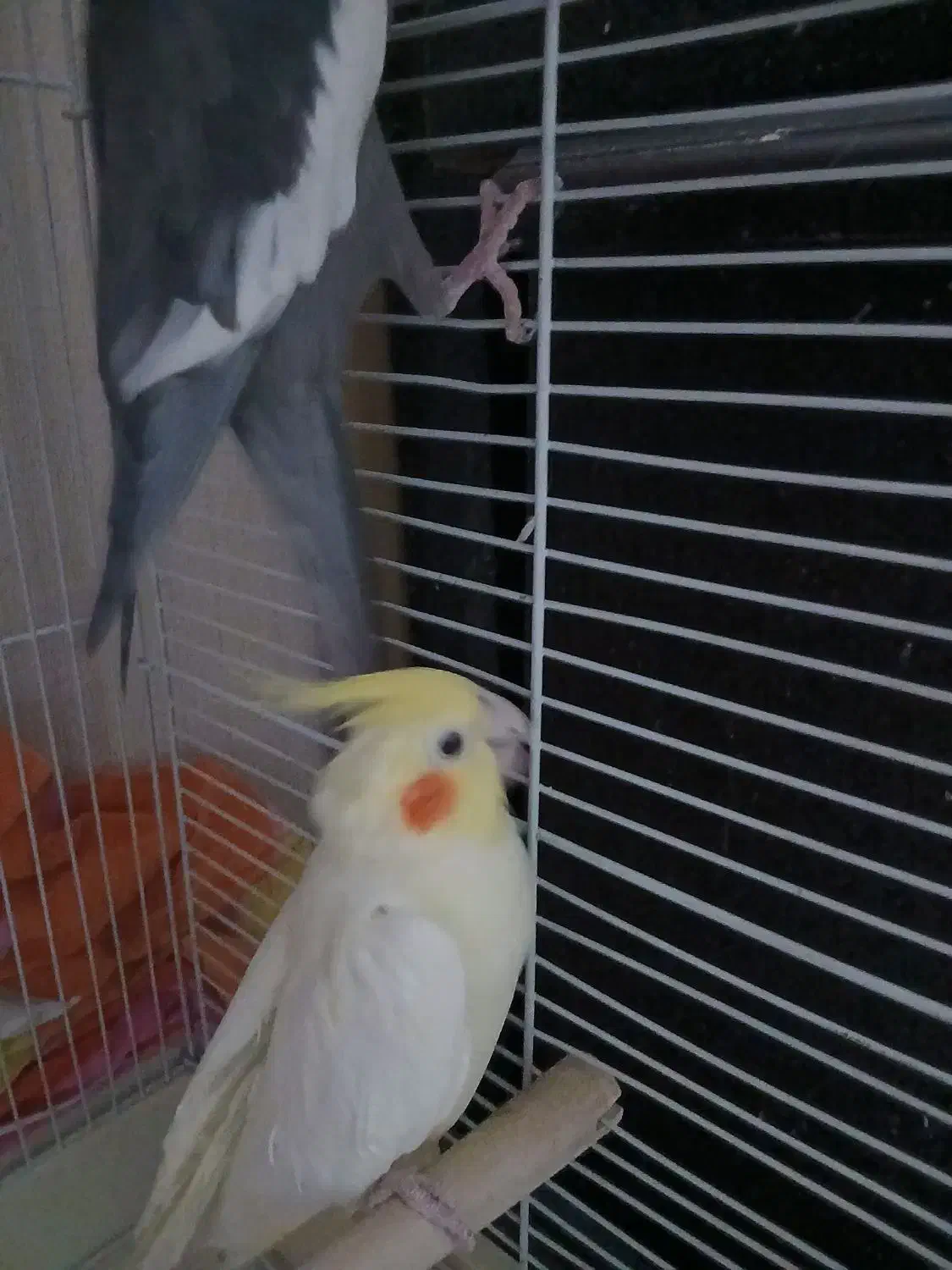 عروس هلندی مولد|پرنده|اندیشه, اندیشه فاز ۱|دیوار