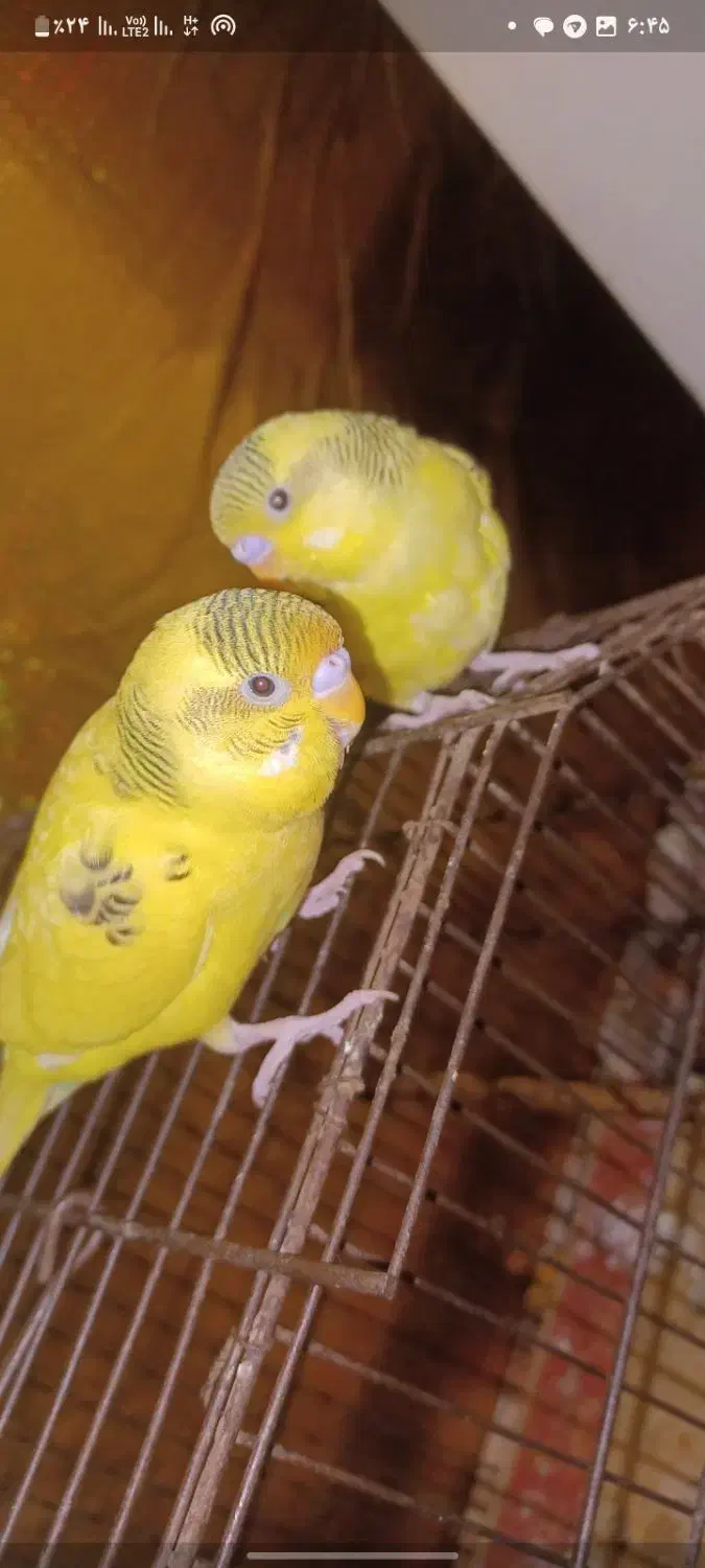 دو عدد مرغ عشق نر|پرنده|خرمشهر, |دیوار