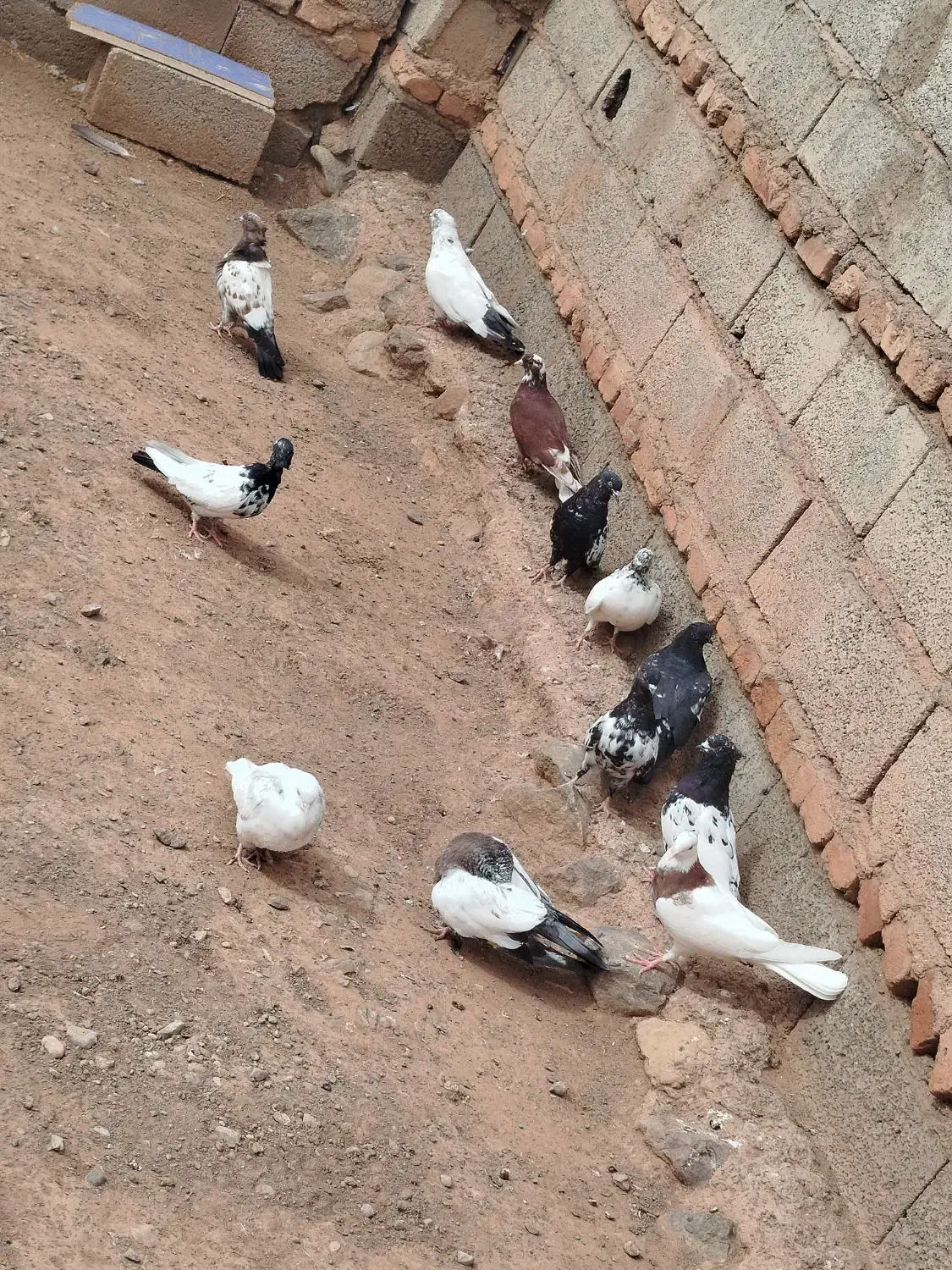 حدوداً 20تا هستش رو هم جفتی 450|پرنده|اهر, |دیوار