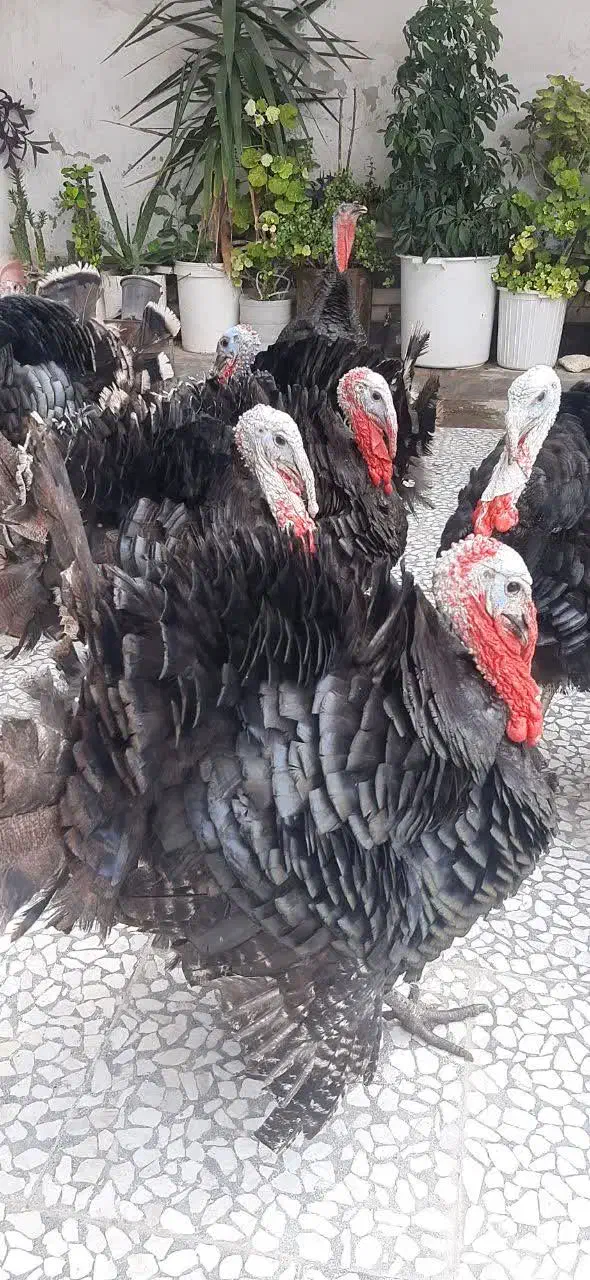 فروش بوقلمون برنز یکساله|حیوانات مزرعه|نکا, |دیوار