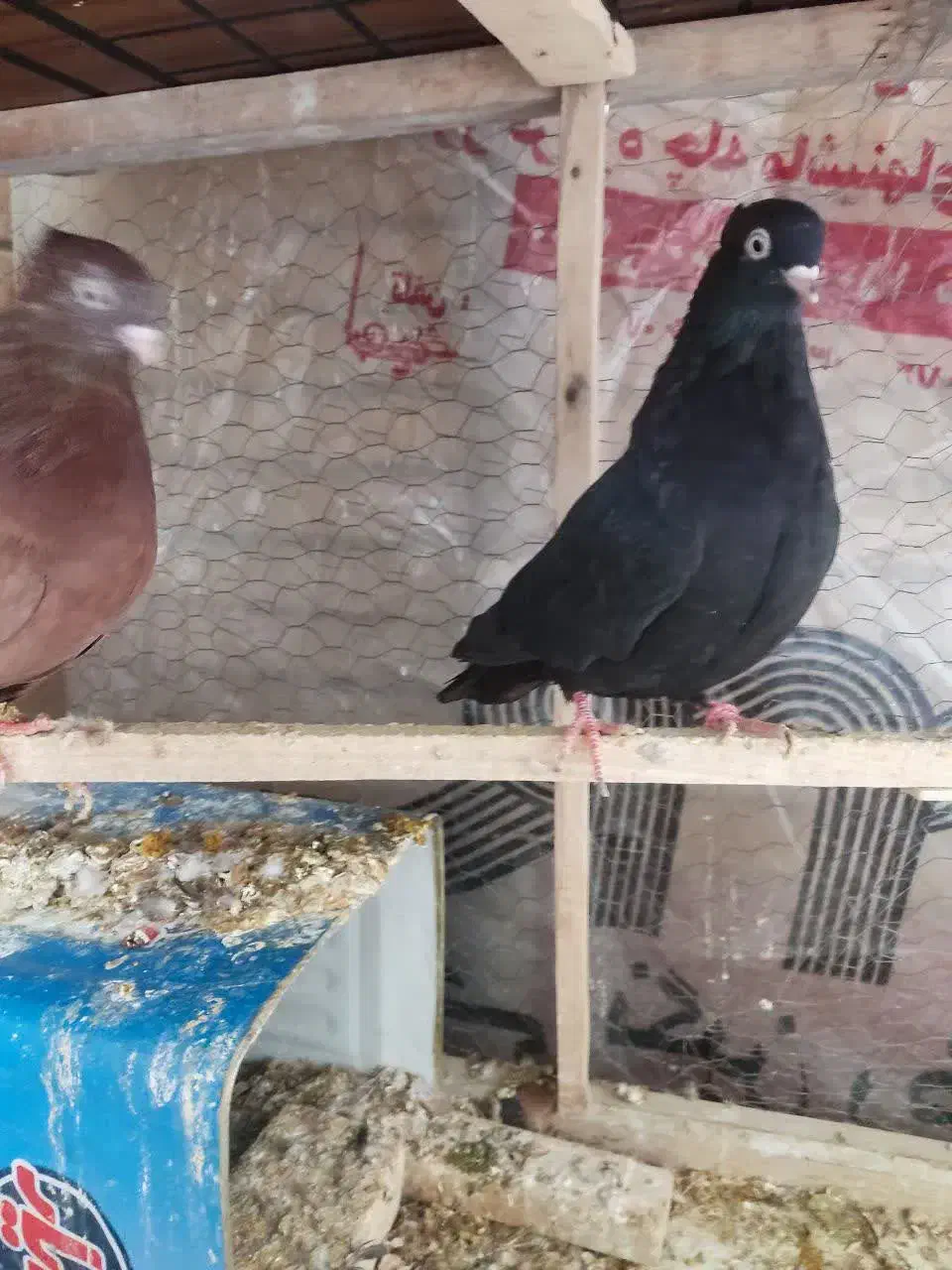 کبوترقیل و سرخ چشم و نوک سفید|پرنده|شهرضا, |دیوار