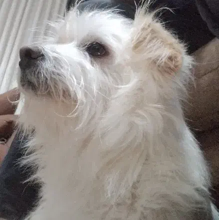 واگذار سگ شیتزو کراس|سگ|تالش, هشتپر|دیوار