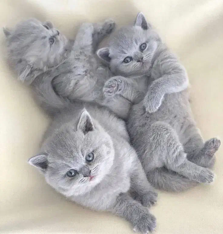 گربه بچه سالم و دوسداشتنی کاملا تربیت شده|گربه|قم, جوی شور|دیوار