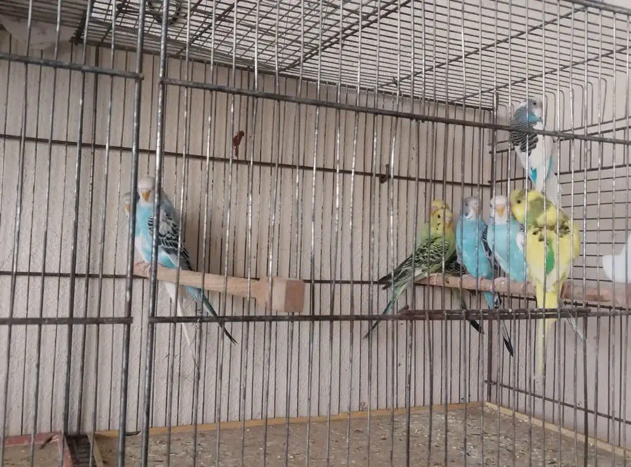 مرغ عشق|پرنده|گلپایگان, |دیوار