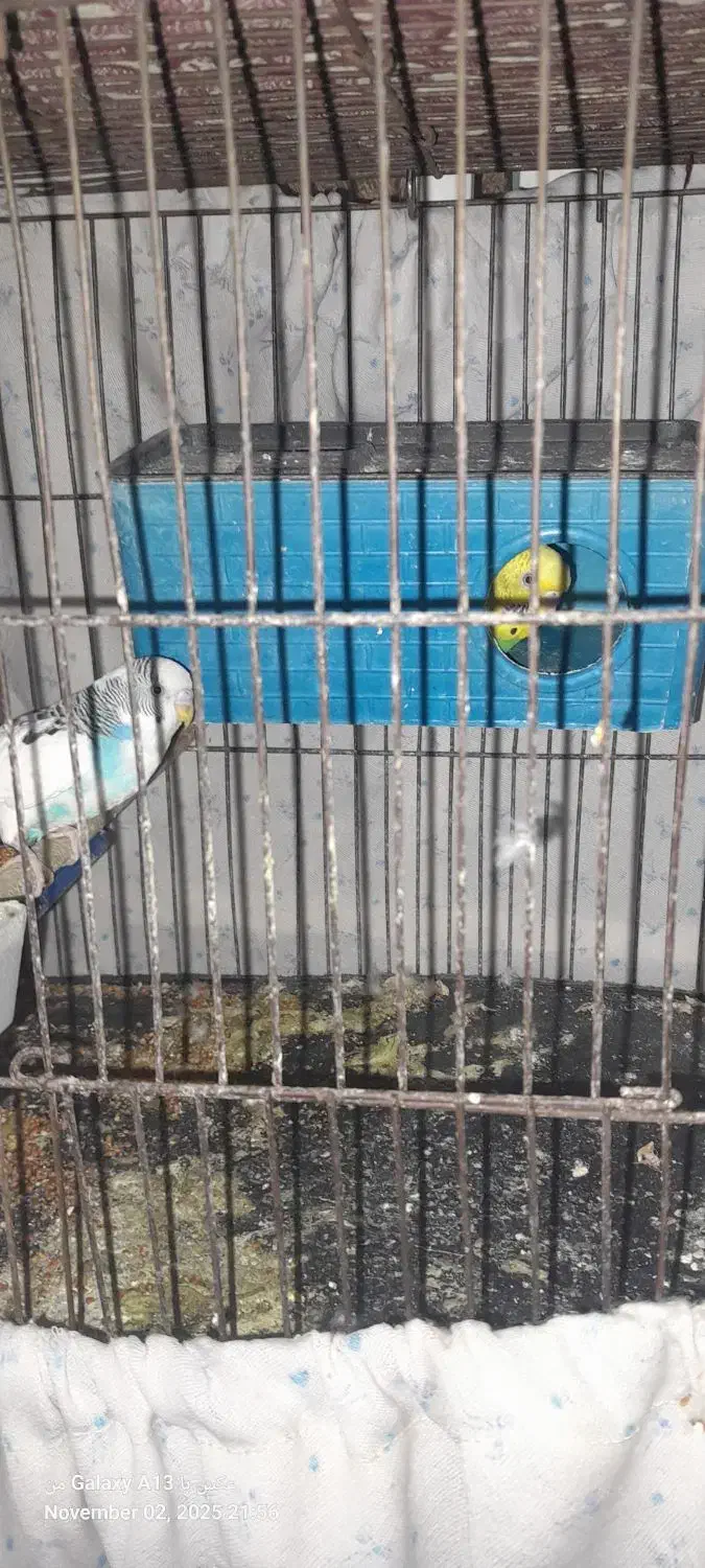 مرغ عشق تخم گذار|پرنده|رباط‌کریم, الارد|دیوار