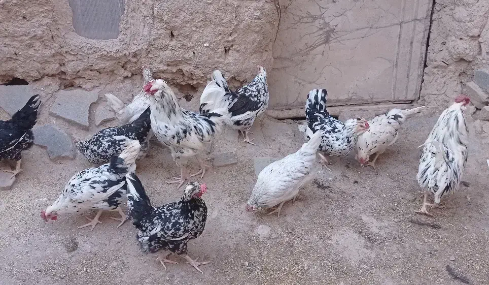 تخم مرغ گلین|حیوانات مزرعه|درمیان, |دیوار