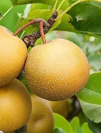 پیشفروش با شرایط چک نهال گلابی ناشی|خدمات باغبانی و درختکاری|خوانسار, |دیوار