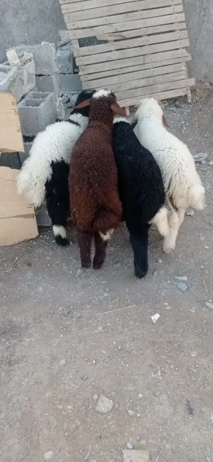 بره نر|حیوانات مزرعه|اهواز, منازل کارون|دیوار